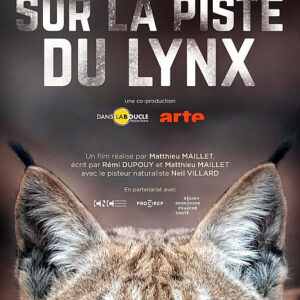 Sur la piste du lynx